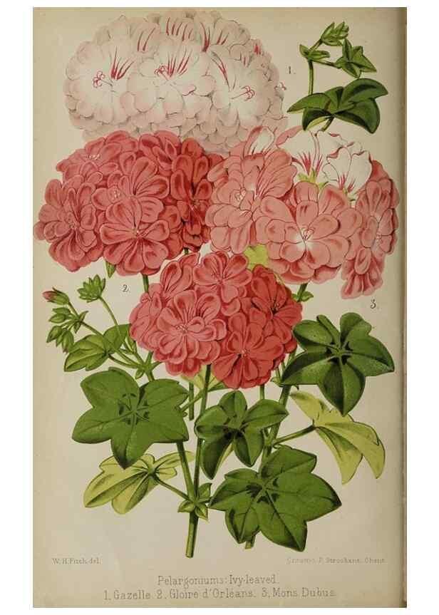 Reproducción/Reproduction 49089892126: The florist and pomologist, and suburban gardener.. London :Published for the proprietors by Messrs. Kent & Co.,1880-. 