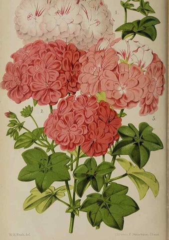 Reproducción/Reproduction 49089892126: The florist and pomologist, and suburban gardener.. London :Published for the proprietors by Messrs. Kent & Co.,1880-. 