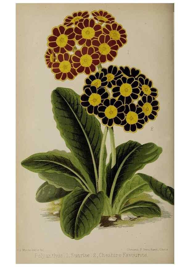 Reproducción/Reproduction 49089383028: The florist and pomologist, and suburban gardener.. London :Published for the proprietors by Messrs. Kent & Co.,1880-. 