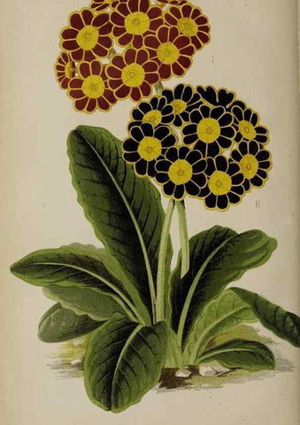 Reproducción/Reproduction 49089383028: The florist and pomologist, and suburban gardener.. London :Published for the proprietors by Messrs. Kent & Co.,1880-. 