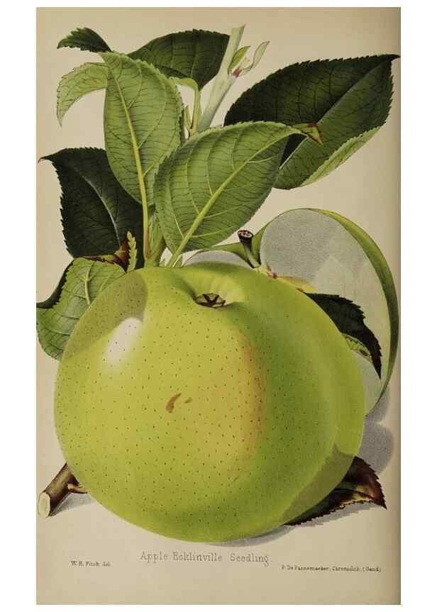 Reproducción/Reproduction 49089893196: The florist and pomologist, and suburban gardener.. London :Published for the proprietors by Messrs. Kent & Co.,1880-. 