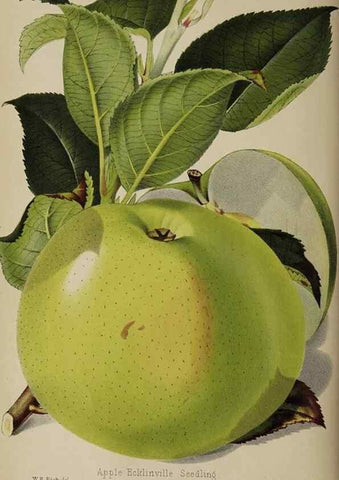 Reproducción/Reproduction 49089893196: The florist and pomologist, and suburban gardener.. London :Published for the proprietors by Messrs. Kent & Co.,1880-. 