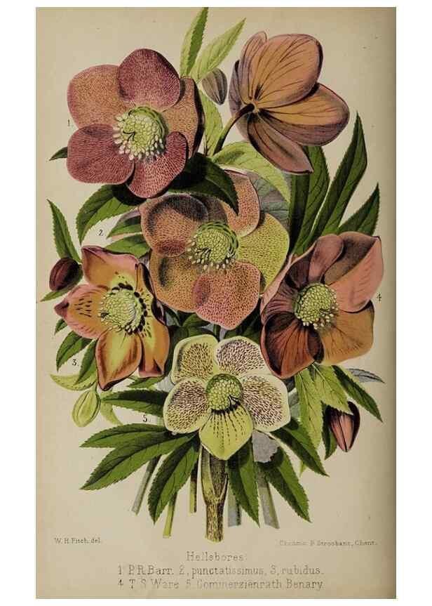 Reproducción/Reproduction 49089893501: The florist and pomologist, and suburban gardener.. London :Published for the proprietors by Messrs. Kent & Co.,1880-. 
