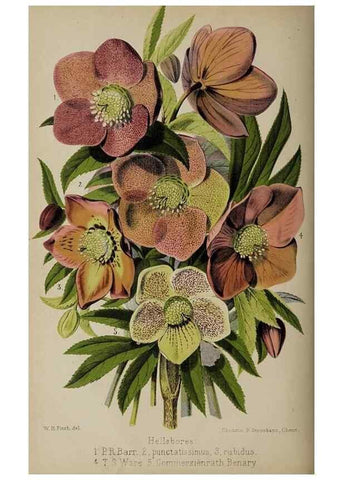 Reproducción/Reproduction 49089893501: The florist and pomologist, and suburban gardener.. London :Published for the proprietors by Messrs. Kent & Co.,1880-. 