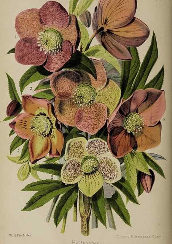 Reproducción/Reproduction 49089893501: The florist and pomologist, and suburban gardener.. London :Published for the proprietors by Messrs. Kent & Co.,1880-. 