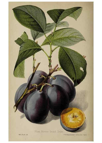 Reproducción/Reproduction 49090096352: The florist and pomologist, and suburban gardener.. London :Published for the proprietors by Messrs. Kent & Co.,1880-. 