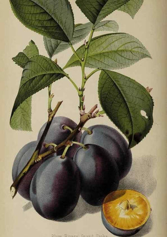 Reproducción/Reproduction 49090096352: The florist and pomologist, and suburban gardener.. London :Published for the proprietors by Messrs. Kent & Co.,1880-. 