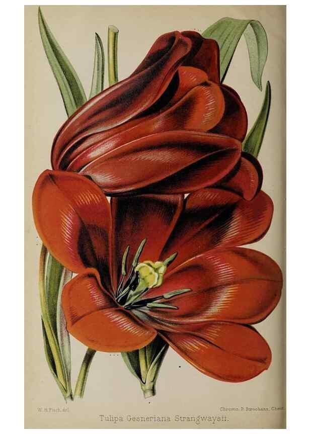 Reproducción/Reproduction 49089384413: The florist and pomologist, and suburban gardener.. London :Published for the proprietors by Messrs. Kent & Co.,1880-. 