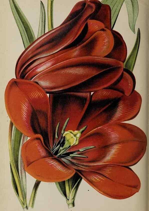 Reproducción/Reproduction 49089384413: The florist and pomologist, and suburban gardener.. London :Published for the proprietors by Messrs. Kent & Co.,1880-. 