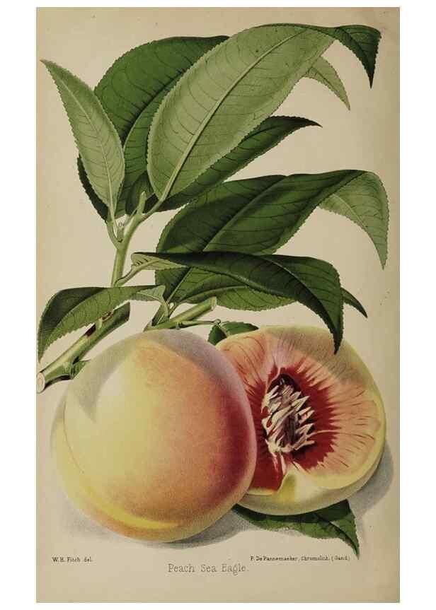 Reproducción/Reproduction 49090096867: The florist and pomologist, and suburban gardener.. London :Published for the proprietors by Messrs. Kent & Co.,1880-. 