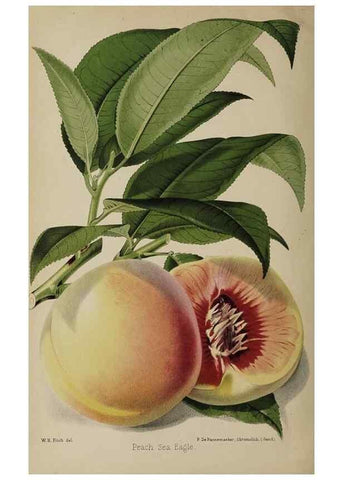 Reproducción/Reproduction 49090096867: The florist and pomologist, and suburban gardener.. London :Published for the proprietors by Messrs. Kent & Co.,1880-. 