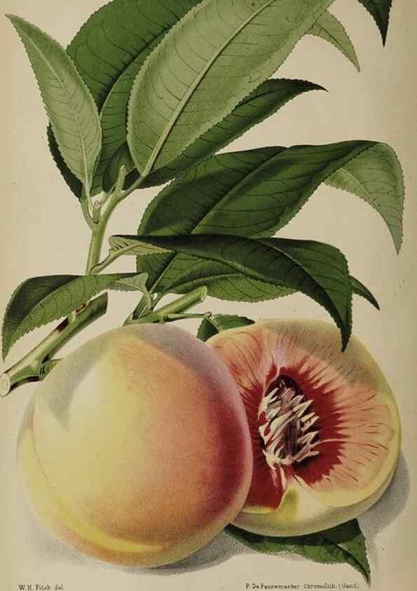 Reproducción/Reproduction 49090096867: The florist and pomologist, and suburban gardener.. London :Published for the proprietors by Messrs. Kent & Co.,1880-. 