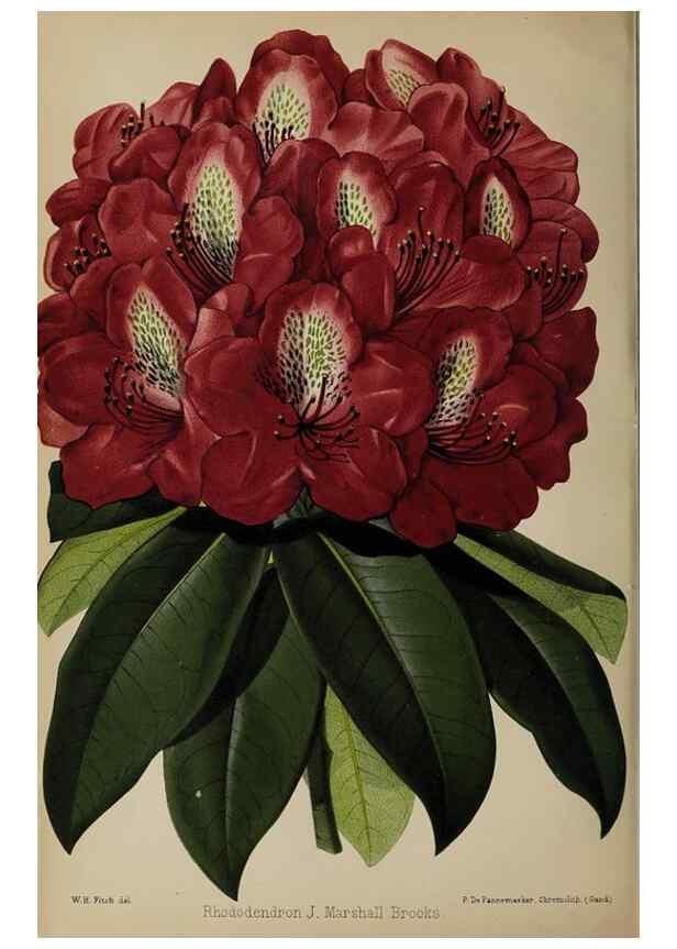 Reproducción/Reproduction 49089894616: The florist and pomologist, and suburban gardener.. London :Published for the proprietors by Messrs. Kent & Co.,1880-. 