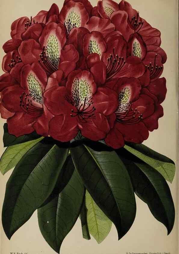 Reproducción/Reproduction 49089894616: The florist and pomologist, and suburban gardener.. London :Published for the proprietors by Messrs. Kent & Co.,1880-. 