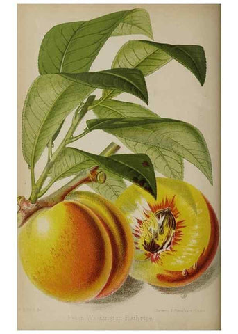 Reproducción/Reproduction 49089382763: The florist and pomologist, and suburban gardener.. London :Published for the proprietors by Messrs. Kent & Co.,1880-. 