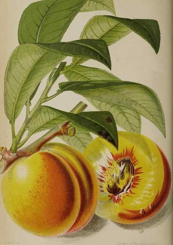 Reproducción/Reproduction 49089382763: The florist and pomologist, and suburban gardener.. London :Published for the proprietors by Messrs. Kent & Co.,1880-. 