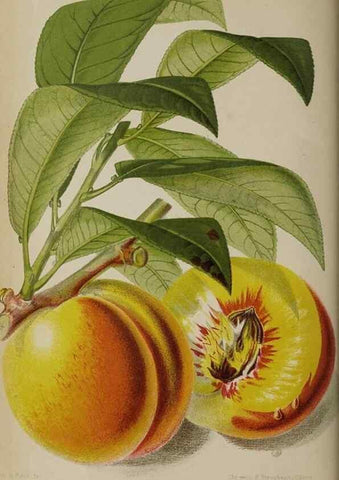 Reproducción/Reproduction 49089382763: The florist and pomologist, and suburban gardener.. London :Published for the proprietors by Messrs. Kent & Co.,1880-. 