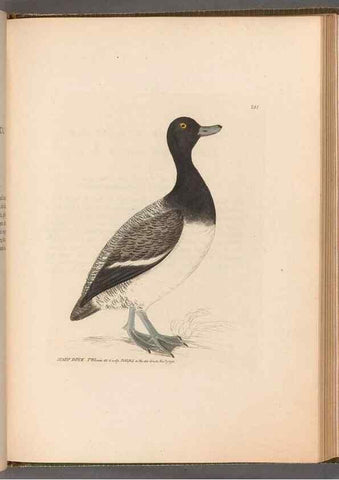 Reproducción/Reproduction 49054989548: The birds of Great Britain,. 1795-1801.. 