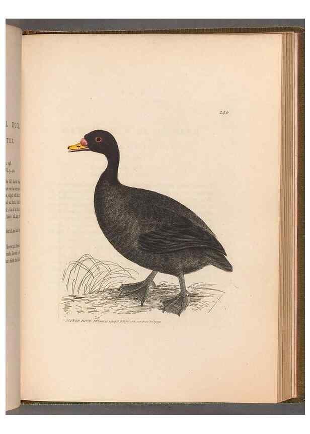 Reproducción/Reproduction 49054989293: The birds of Great Britain,. 1795-1801.. 