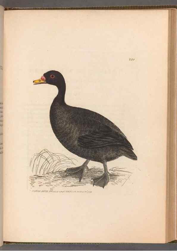 Reproducción/Reproduction 49054989293: The birds of Great Britain,. 1795-1801.. 