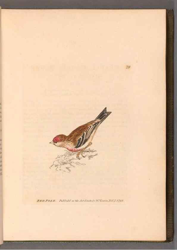 Reproducción/Reproduction 49055355237: The birds of Great Britain,. 1795-1801.. 