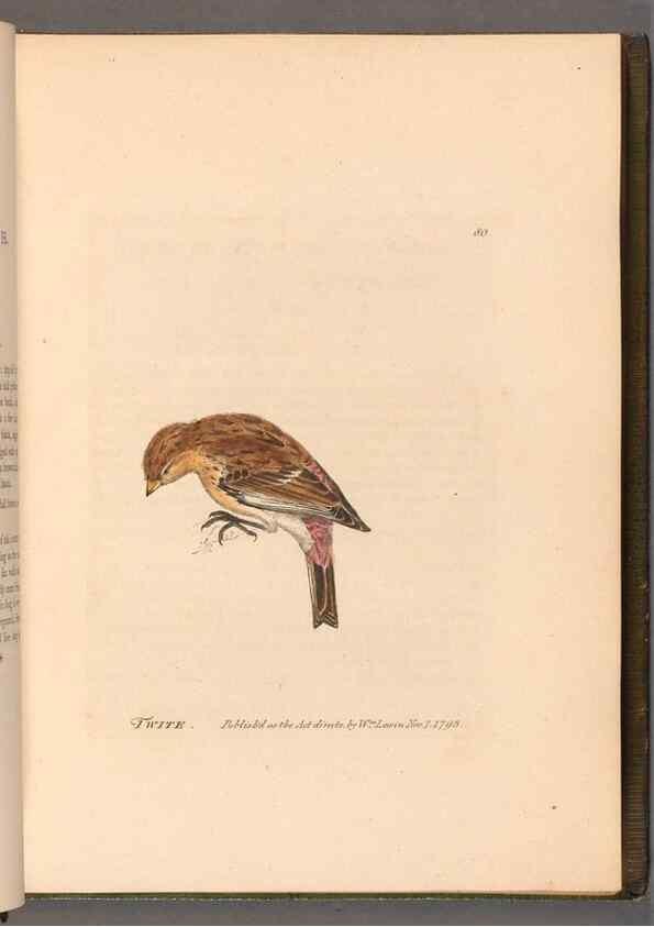 Reproducción/Reproduction 49055140796: The birds of Great Britain,. 1795-1801.. 