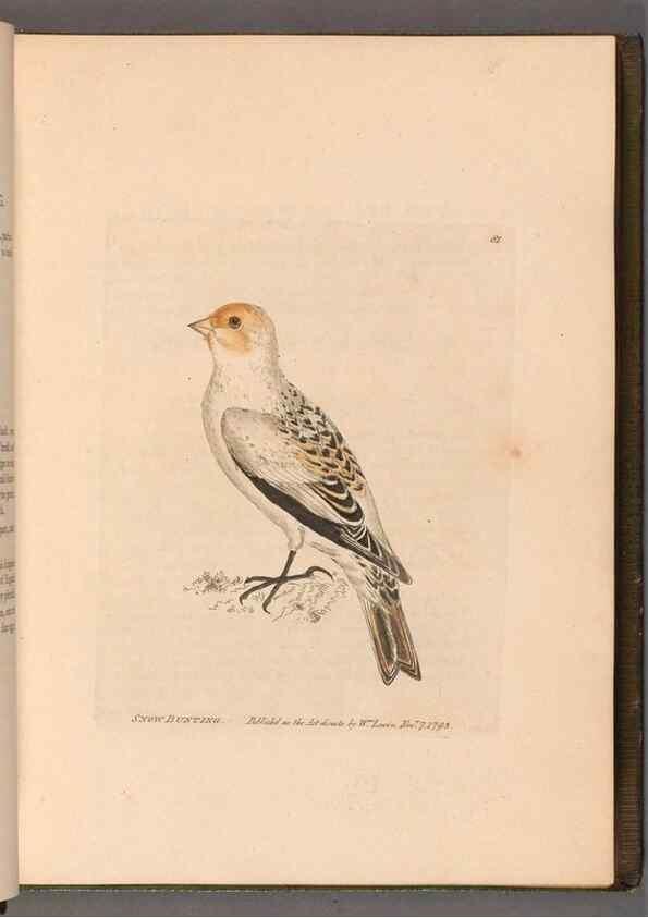 Reproducción/Reproduction 49054626268: The birds of Great Britain,. 1795-1801.. 