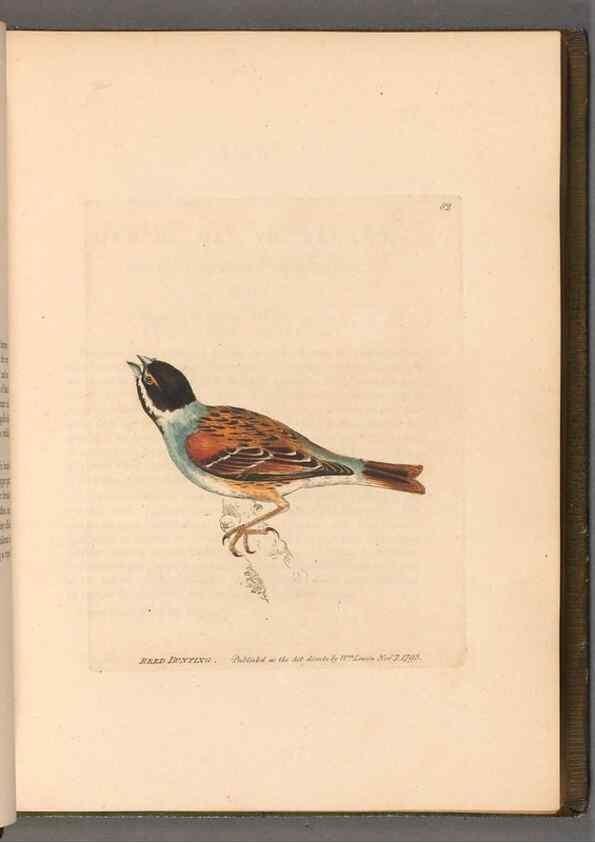 Reproducción/Reproduction 49055356442: The birds of Great Britain,. 1795-1801.. 
