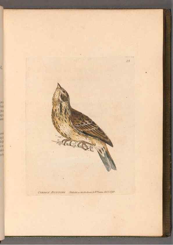 Reproducción/Reproduction 49054627228: The birds of Great Britain,. 1795-1801.. 