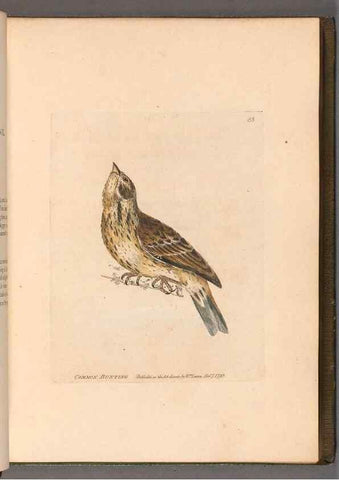 Reproducción/Reproduction 49054627228: The birds of Great Britain,. 1795-1801.. 