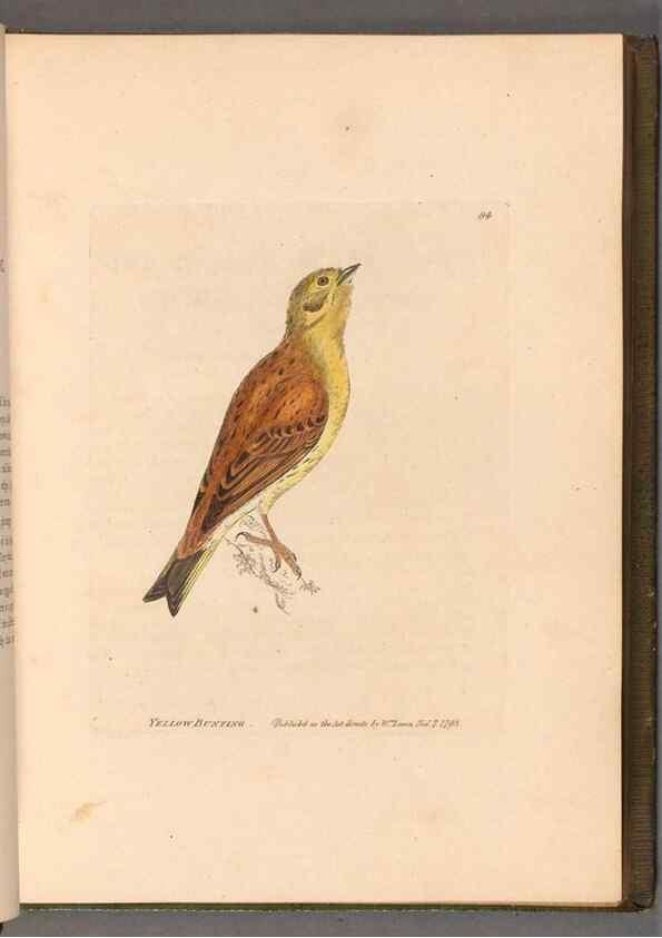 Reproducción/Reproduction 49055357072: The birds of Great Britain,. 1795-1801.. 