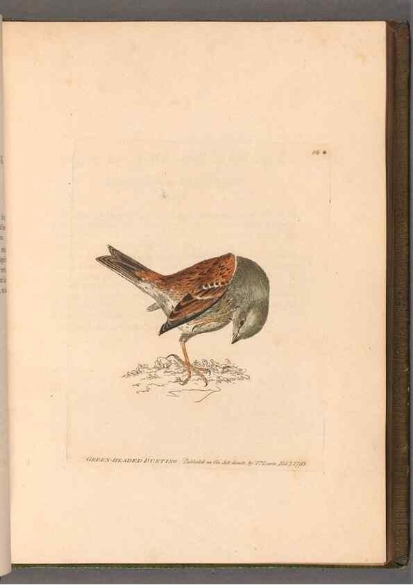 Reproducción/Reproduction 49054627898: The birds of Great Britain,. 1795-1801.. 