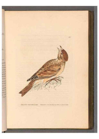 Reproducción/Reproduction 49055143026: The birds of Great Britain,. 1795-1801.. 