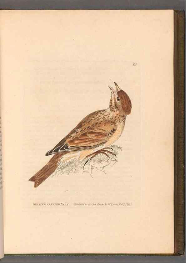 Reproducción/Reproduction 49055143026: The birds of Great Britain,. 1795-1801.. 