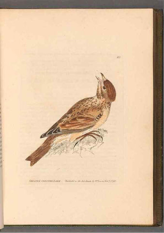Reproducción/Reproduction 49055143026: The birds of Great Britain,. 1795-1801.. 