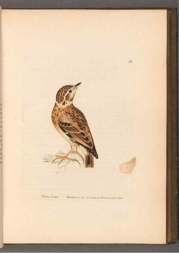 Reproducción/Reproduction 49054629198: The birds of Great Britain,. 1795-1801.. 
