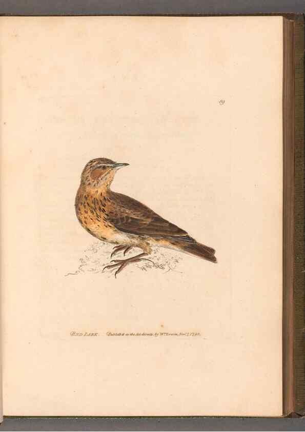 Reproducción/Reproduction 49055144256: The birds of Great Britain,. 1795-1801.. 