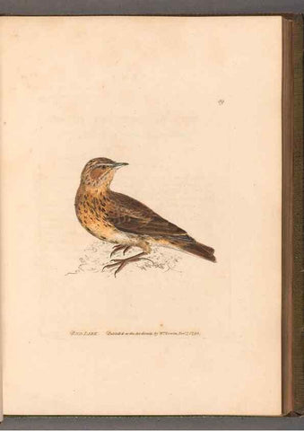 Reproducción/Reproduction 49055144256: The birds of Great Britain,. 1795-1801.. 