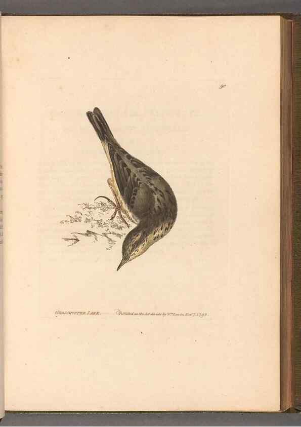 Reproducción/Reproduction 49054629813: The birds of Great Britain,. 1795-1801.. 
