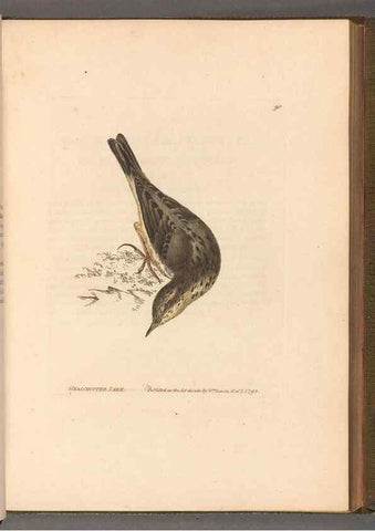 Reproducción/Reproduction 49054629813: The birds of Great Britain,. 1795-1801.. 