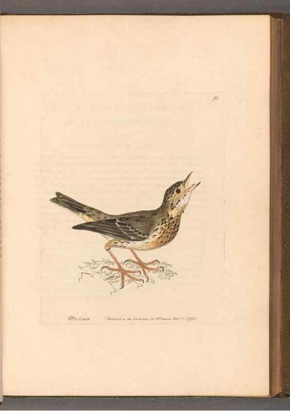 Reproducción/Reproduction 49054630098: The birds of Great Britain,. 1795-1801.. 