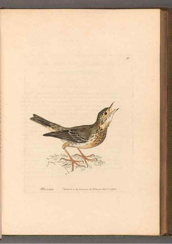 Reproducción/Reproduction 49054630098: The birds of Great Britain,. 1795-1801.. 