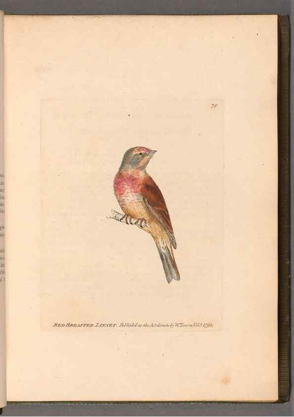 Reproducción/Reproduction 49055140156: The birds of Great Britain,. 1795-1801.. 