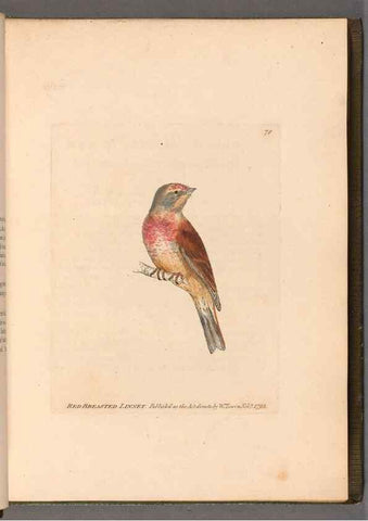 Reproducción/Reproduction 49055140156: The birds of Great Britain,. 1795-1801.. 