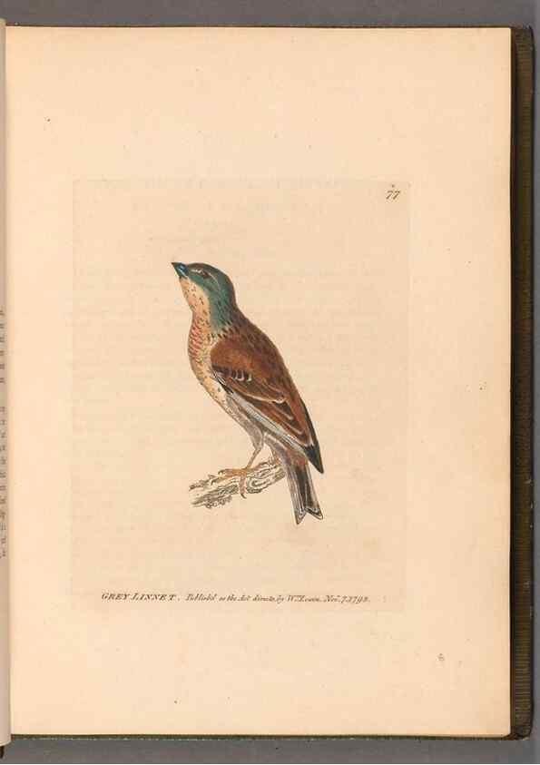 Reproducción/Reproduction 49054625153: The birds of Great Britain,. 1795-1801.. 