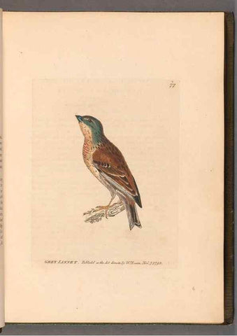 Reproducción/Reproduction 49054625153: The birds of Great Britain,. 1795-1801.. 