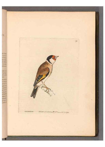 Reproducción/Reproduction 49054624558: The birds of Great Britain,. 1795-1801.. 