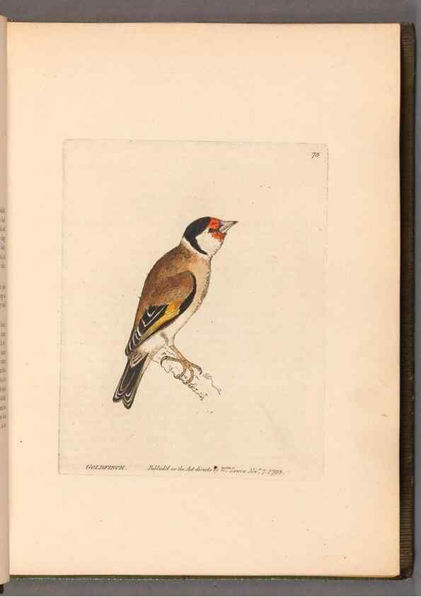Reproducción/Reproduction 49054624558: The birds of Great Britain,. 1795-1801.. 