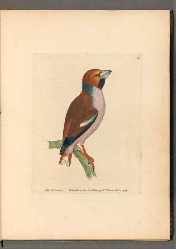 Reproducción/Reproduction 49054621773: The birds of Great Britain,. 1795-1801.. 