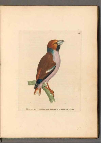 Reproducción/Reproduction 49054621773: The birds of Great Britain,. 1795-1801.. 